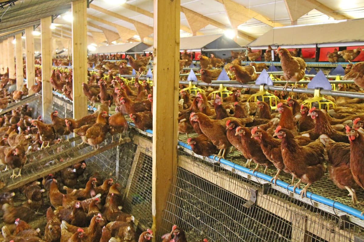 Planners call for chicken farm which would house 300,000 birds a year to be rejected 