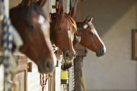 Horses have been found to have benefits for human mental health.