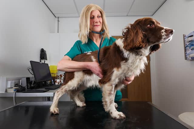 Angie Shaw examining her Spaniel Toby at Beechwood Vets. Photo: Chris Booth/Beechwood Vets