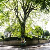 Chelsea Road elm, Sheffield: Unknowing passers-by might not give this mature street tree a second glance, but it’s one of the UK’s most famous elms