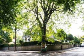 Chelsea Road elm, Sheffield: Unknowing passers-by might not give this mature street tree a second glance, but it’s one of the UK’s most famous elms