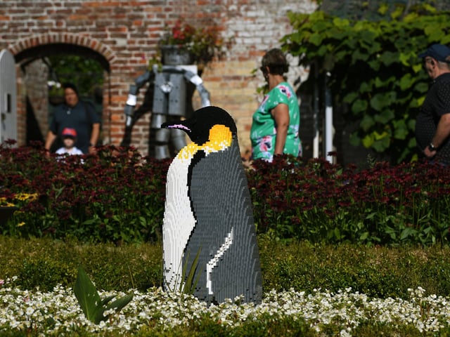 A penguin