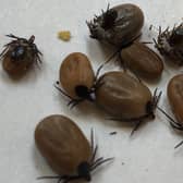 Experts have issued a stark warning for Lyme Disease as tick numbers have boomed this year.