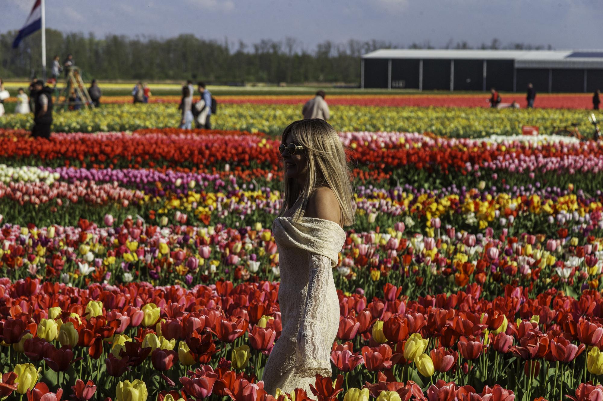 Church Farm, Sessay: Tiptoe through tulips as farm launches festival