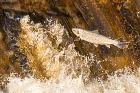 Leaping Salmon or Trout. Credit Whitby Photography
