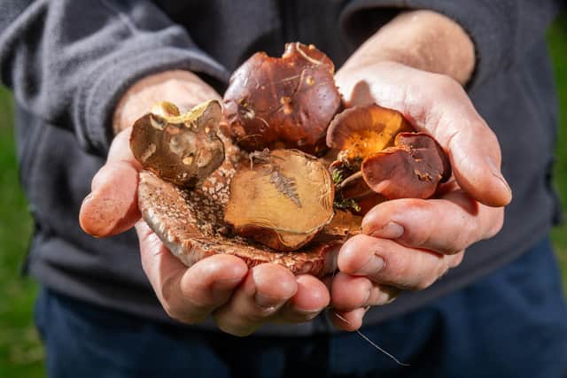 A collection of Bay Bolete, Red Cracking Bolete, Pepper Bolete, Sheathed Woodtuft, and a Blusher mushrooms, all found close to James's home in Northallerton. Picture: James Hardisty.