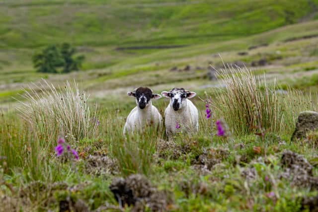 The National Sheep Association has launched its annual sheep worrying campaign as this is an especially important time for UK sheep flocks when many ewes are in the final stages of pregnancy or have young, vulnerable lambs at foot meaning the risk of miscarriage or mismothering due to stress from a sheep worrying attack is increased. Picture Tony Johnson