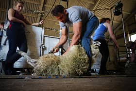 British Wool sheep shearing courses.
