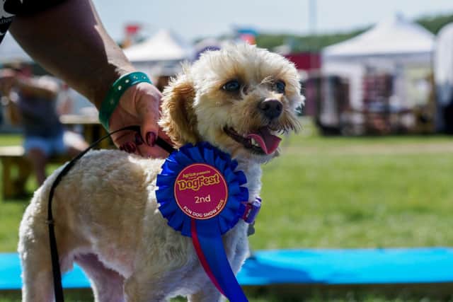 DogFest on the Farm. (Pic credit: DogFest)