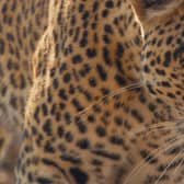 A leopard shown on Mammals. (Image: BBC Studios)