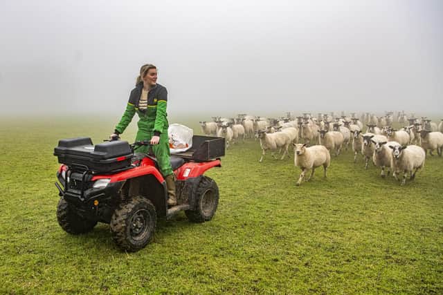 Charlotte Stringer rounding up the flock at High Callis Wold farm near Bishop Wilton, York.