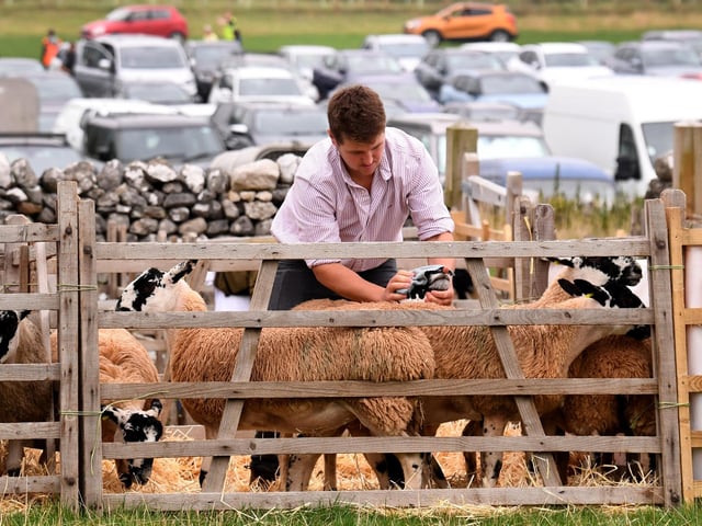 Sheep are prepared at the show