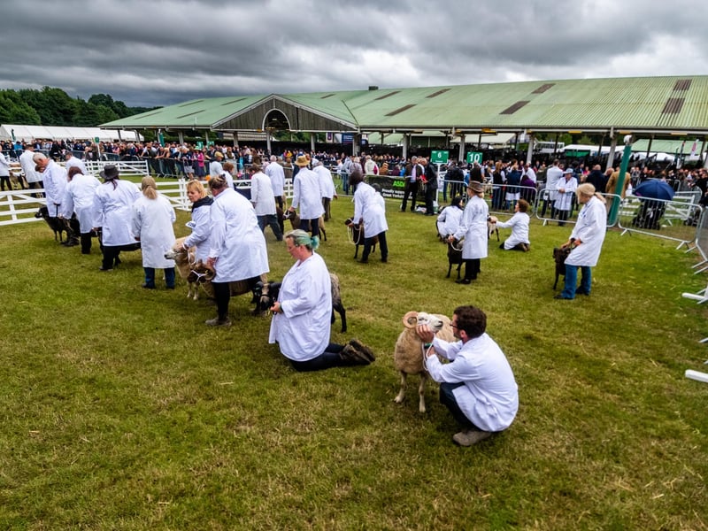 Judging of the Hampshire Down class