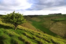Part of the Yorkshire Wolds Way National Trail, which celebrates its 40th anniversary this year.