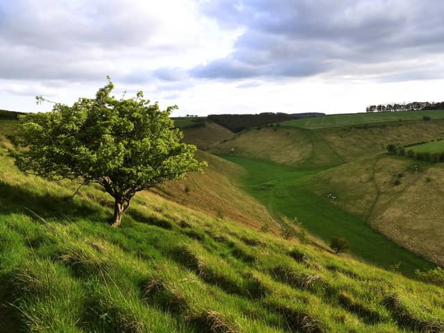 Part of the Yorkshire Wolds Way National Trail, which celebrates its 40th anniversary this year.
