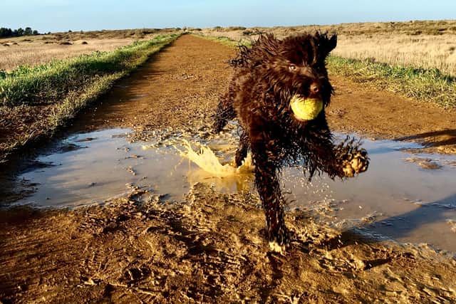 Shelina Duke says cockapoos can be misunderstood - Animal News Agency