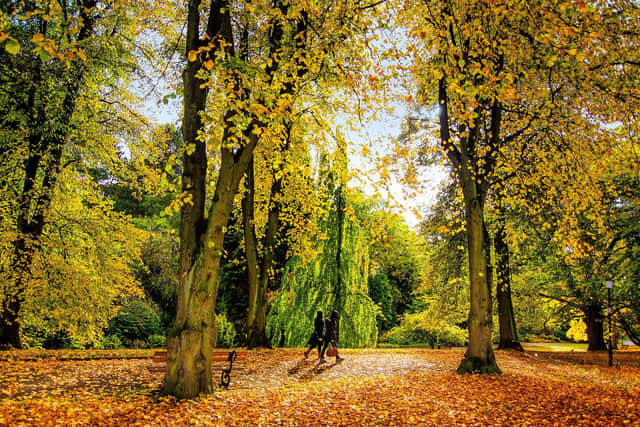 Golden sun shines through the autumnal leaves in Harrogate. Picture: Rossparry.co.uk/Michiko Smith.