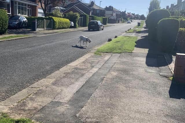 Oakwood Drive, in Rotherham, where armed police seized a dog after reports that it had bitten several people