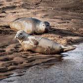 harbour seals pictured at Teesmouth