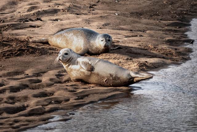 harbour seals pictured at Teesmouth