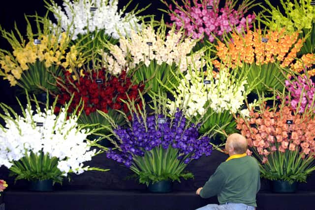 Tony Devine from Devine Nurseries at Hollymn, East Yorkshire with his display of Gladioli at the Harrogate Autumn Flower show in 2009. Picture Gary Longbottom