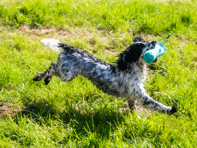 A Cocker Spaniel called Maya retrieving a dummy whilst aking part in the Gundog Scurry display. Picture By Yorkshire Post Photographer, James Hardisty