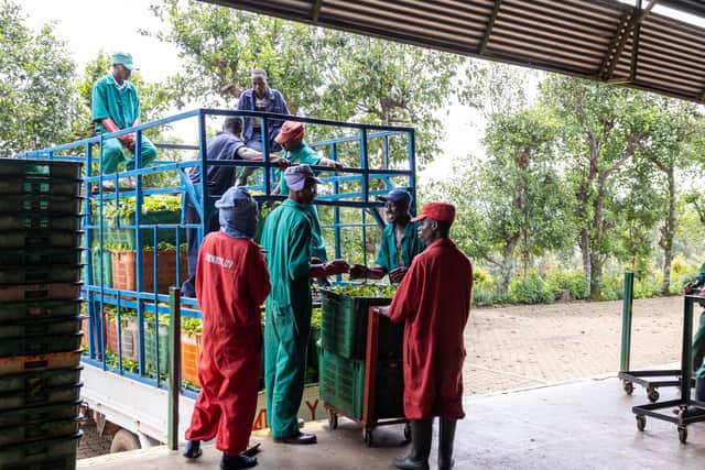 Staff at Sorwathe tea factory in Rwanda unload fresh leaves ready for processing. Picture: Paul Broadie.