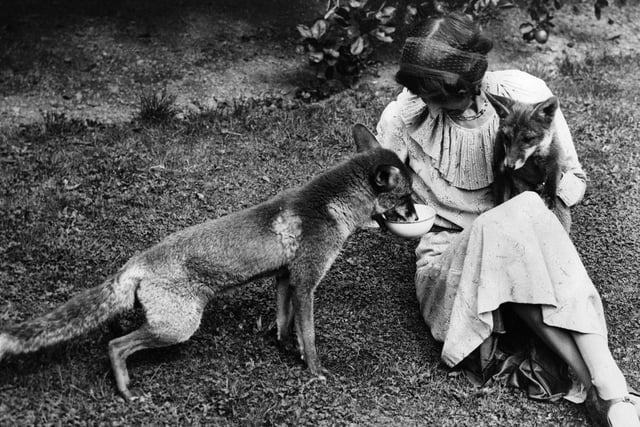 Mrs Hawson of Sheffield with two of the foxes she cares for at her home for animals in September 1936.