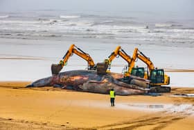 The respectfully orchestrated removal of a Fin Whale carcass on the South Shore Beach Bridlington, East Yorkshire, after it became beached, and unfortunately died earlier this week.