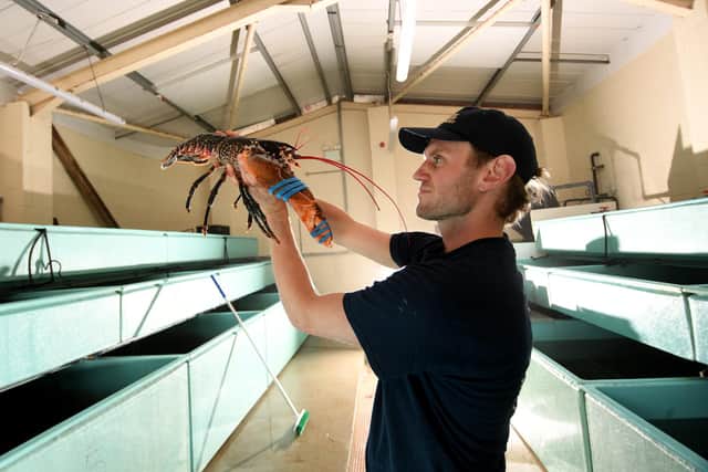 Joe Redfern is pictured with a fully grown lobster at Whitby Lobster Hatchery