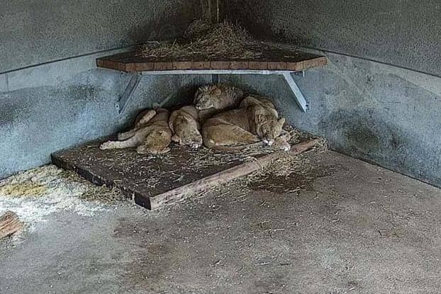 Lioness reunites with three cubs. (Pic credit: Yorkshire Wildlife Park)