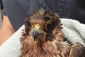 The injured peregrine falcon