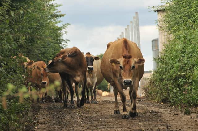 Some Jersey cows at Tyers Hall Farm, South Yorkshire, which is part of the Longley Farm operation. Picture supplied by Longley Farm.