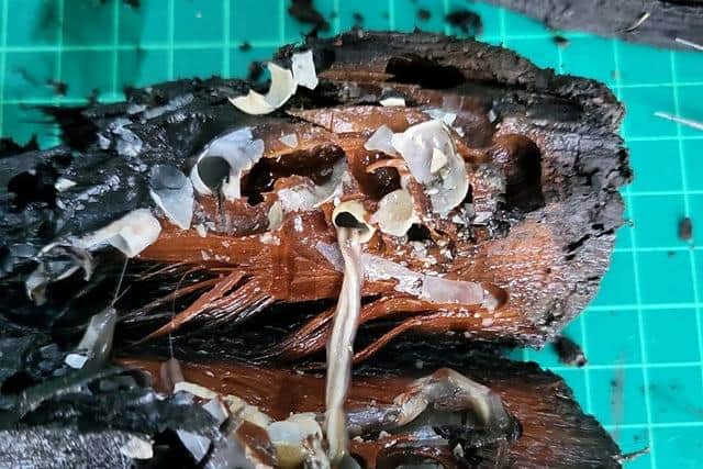The ship's timber frame, located off the coast of Rhode Island, US, is being destroyed by two species called shipworms and gribbles - otherwise known as "termites of the ocean".