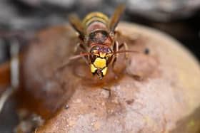 A European hornet eats a rotten pear.