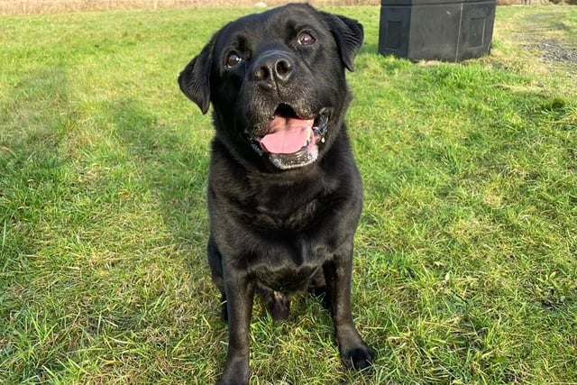 Male - Lab Cross - aged 5-7. Ottis can share a home with kids aged 16 and over. While he can't live with cats or dogs, he would benefit from gradual socialisation with dogs.