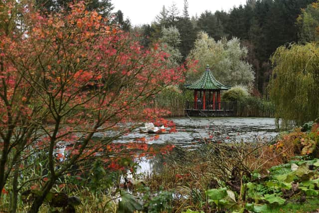 Autumn colours at the Himalayan Garden and Sculpture Park, Grewelthorpe, near Ripon. Picture: Jonathan Gawthorpe