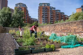 The WP Roots Urban Gardening Club working  in the urban garden tucked away behind the stylish office spaces on Wellington Place Leeds. Raised beds are brimming with produce. Fruit and veg are some of the crops companies on site such as JLL and Lloyds Banking group are cultivating.  Picture by Tony Johnson.