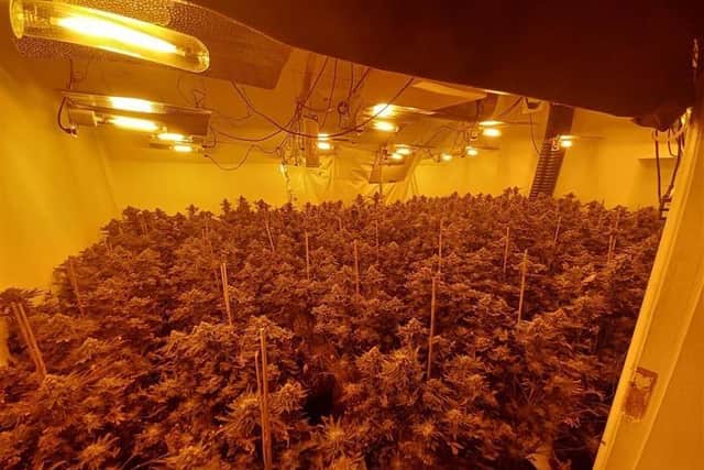 Police raided a second cannabis farm in Harrogate in three weeks.