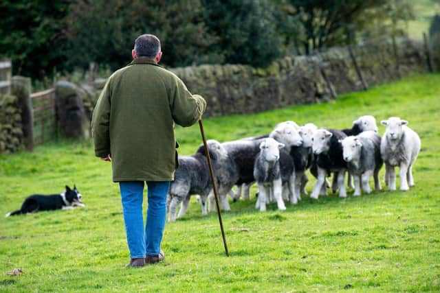 Ian Ibbotson, Chairman of the Yorkshire Sheepdog Society and Sal round the sheep.