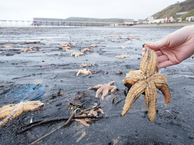 Dead and dying starfish that have been washed up on the beach at Saltburn-by-the-Sea in North Yorkshire. Owen Humphreys/PA Wire