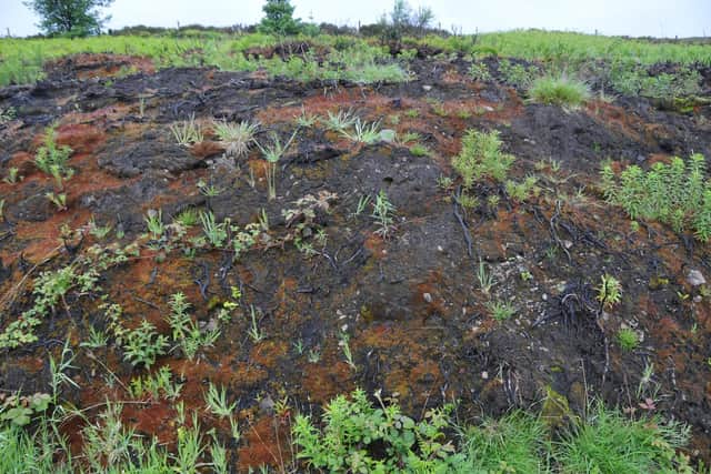 Peat which has been exposed and damaged by wildfire.