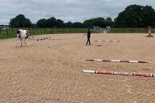 Olivia Hammond training horses as part of research for her thesis,  ‘The effect of the German string training aid on equine stride length, tracking distance and head and neck
 position’, which has been selected as a finalist in the prestigious British Equestrian Trade Association  (BETA) Equine Thesis of the Year award.