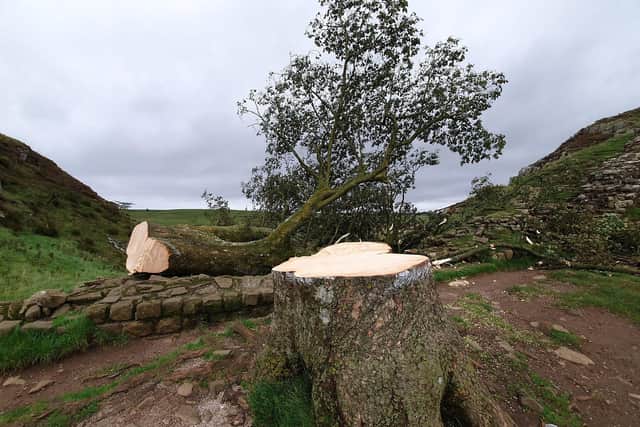 The 70ft tall tree, which stood tall next to Hadrian's Wall near Crag Lough in Northumberland, was cut down
