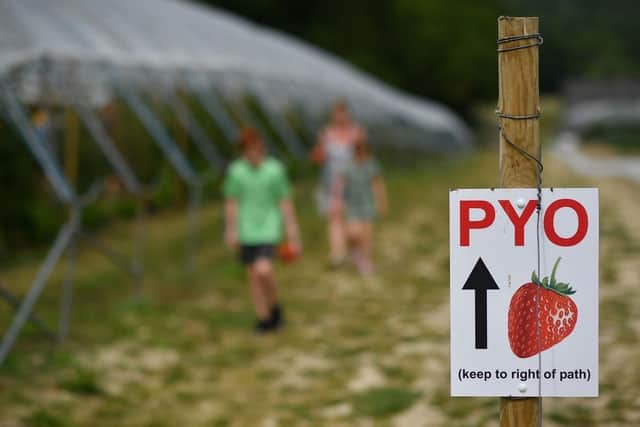 Members of the public pick strawberries. (Pic credit: Ben Stansall / AFP via Getty Images)