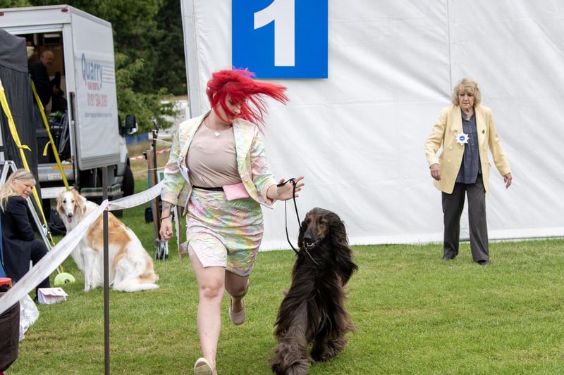 A competitor with her Afghan Hound.