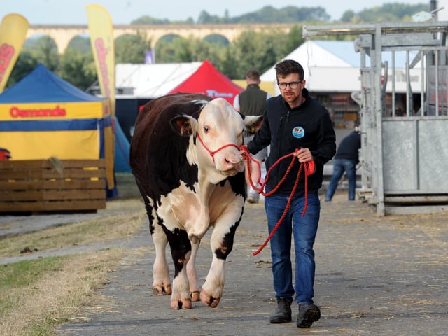 A young handler leads a cow through the showground ahead of the opening of the Great Yorkshire Show