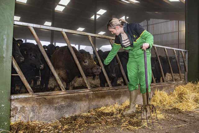 Charlotte Stringer with  Angus cross cattle at High Callis Wold farm near Bishop Wilton, York
