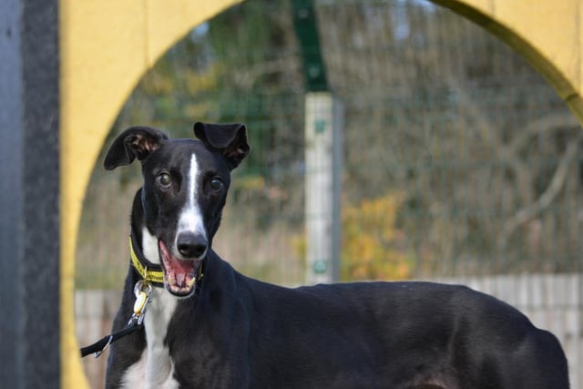 Male - Greyhound - aged 2-5. Md has retired from racing and needs a calm environment. He gets affectionate quickly and needs all the attention.