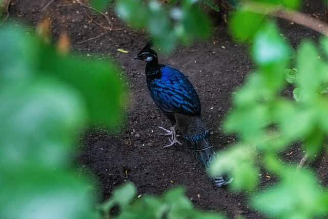 Birds from Harewood House Bird garden which have been relocated to Tropical World, Leeds. Pictured A Palawan pheasant. Picture By Yorkshire Post Photographer,  James Hardisty
